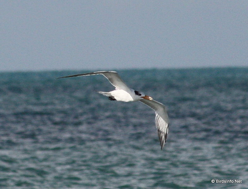 Royal Tern